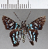  ( - CFC01799)  @11 [ ] Copyright (2018) Christer Fahraeus Center For Collection-Based Research
