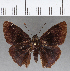  (Telemiades corbulo - CFC01806)  @11 [ ] Copyright (2018) Christer Fahraeus Center For Collection-Based Research
