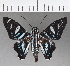  ( - CFC01808)  @11 [ ] Copyright (2019) Christer Fahraeus Center For Collection-Based Research
