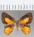  (Euselasia sp. CF236 - CFC18189)  @11 [ ] Copyright (2019) Christer Fahraeus Center For Collection-Based Research