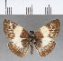  (Potamanaxas effusa effusa - CFC18210)  @11 [ ] Copyright (2018) Christer Fahraeus Center For Collection-Based Research