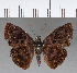  (Ebrietas anacreon - CFC18214)  @13 [ ] Copyright (2018) Christer Fahraeus Center For Collection-Based Research
