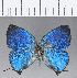  ( - CFC18215)  @11 [ ] Copyright (2018) Christer Fahraeus Center For Collection-Based Research