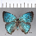  ( - CFC18216)  @11 [ ] Copyright (2018) Christer Fahraeus Center For Collection-Based Research