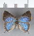  ( - CFC18228)  @11 [ ] Copyright (2018) Christer Fahraeus Center For Collection-Based Research
