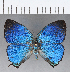  ( - CFC18229)  @11 [ ] Copyright (2018) Christer Fahraeus Center For Collection-Based Research