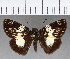  (Potamanaxas latrea - CFC18329)  @11 [ ] Copyright (2018) Christer Fahraeus Center For Collection-Based Research