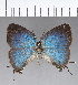  ( - CFC18350)  @11 [ ] Copyright (2018) Christer Fahraeus Center For Collection-Based Research