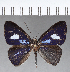  ( - CFC18527)  @11 [ ] Copyright (2018) Christer Fahraeus Center For Collection-Based Research