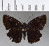  ( - CFC18538)  @11 [ ] Copyright (2018) Christer Fahraeus Center For Collection-Based Research
