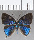  ( - CFC18837)  @11 [ ] Copyright (2019) Christer Fahraeus Center For Collection-Based Research