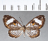  (Teratophthalma sp. CF03 - CFC18851)  @11 [ ] Copyright (2018) Christer Fahraeus Center For Collection-Based Research