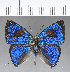  ( - CFC18884)  @11 [ ] Copyright (2018) Christer Fahraeus Center For Collection-Based Research