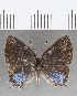  ( - CFC18923)  @11 [ ] copyright (2020) Christer Fahraeus Center For Collection-Based Research