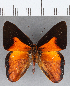  ( - CFC19098)  @11 [ ] Copyright (2019) Christer Fahraeus Center For Collection-Based Research