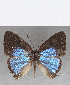  ( - CFC19103)  @11 [ ] Copyright (2019) Christer Fahraeus Center For Collection-Based Research