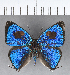  ( - CFC19197)  @11 [ ] Copyright (2018) Christer Fahraeus Center For Collection-Based Research