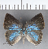  ( - CFC19198)  @11 [ ] Copyright (2018) Christer Fahraeus Center For Collection-Based Research