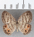  ( - CFC19201)  @11 [ ] copyright (2020) Christer Fahraeus Center For Collection-Based Research
