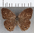  (Cissia sp. CF06 - CFC19262)  @11 [ ] copyright (2020) Christer Fahraeus Center For Collection-Based Research