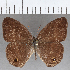 (Cissia sp. CF15 - CFC19336)  @11 [ ] copyright (2020) Christer Fahraeus Center For Collection-Based Research