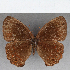  (Eretris sp. CF05 - CFC19530)  @11 [ ] copyright (2021) Center For Collection-Based Research Center For Collection-Based Research