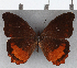  ( - CFC19587)  @11 [ ] copyright (2020) Christer Fahraeus Center For Collection-Based Research