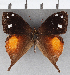  (Corades peruviana - CFC19593)  @11 [ ] copyright (2020) Christer Fahraeus Center For Collection-Based Research