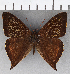  ( - CFC19597)  @11 [ ] copyright (2020) Christer Fahraeus Center For Collection-Based Research