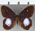  ( - CFC20288)  @11 [ ] Copyright (2019) Christer Fahraeus Center For Collection-Based Research