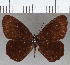  (Lymanopoda venosa - CFC20842)  @11 [ ] copyright (2020) Christer Fahraeus Center For Collection-Based Research