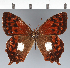  ( - CFC21097)  @11 [ ] copyright (2022) Center For Collection-Based Research Center For Collection-Based Research
