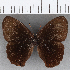  (Eretris sp. CF03 - CFC21130)  @11 [ ] copyright (2020) Christer Fahraeus Center For Collection-Based Research