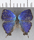  ( - CFC21150)  @11 [ ] Copyright (2019) Christer Fahraeus Center For Collection-Based Research
