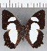  ( - CFC21286)  @11 [ ] Copyright (2019) Christer Fahraeus Center For Collection-Based Research
