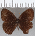  (Eretris sp. CF04 - CFC21319)  @11 [ ] copyright (2020) Christer Fahraeus Center For Collection-Based Research