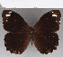  (Pronophila unifasciata kennethi - CFC21380)  @11 [ ] copyright (2020) Christer Fahraeus Center For Collection-Based Research