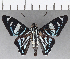  ( - CFC21421)  @11 [ ] Copyright (2019) Christer Fahraeus Center For Collection-Based Research