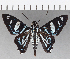  ( - CFC21425)  @11 [ ] Copyright (2019) Christer Fahraeus Center For Collection-Based Research