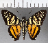  (Croniades sp. CF01 - CFC21447)  @11 [ ] Copyright (2018) Christer Fahraeus Center For Collection-Based Research