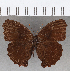  ( - CFC21747)  @11 [ ] copyright (2020) Christer Fahraeus Center For Collection-Based Research