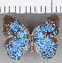  ( - CFC21757)  @11 [ ] copyright (2020) Christer Fahraeus Center For Collection-Based Research