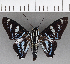  ( - CFC21793)  @11 [ ] Copyright (2019) Christer Fahraeus Center For Collection-Based Research