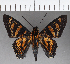  ( - CFC21797)  @11 [ ] Copyright (2018) Christer Fahraeus Center For Collection-Based Research