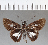 (Vettius phyllus - CFC02182)  @11 [ ] Copyright (2018) Christer Fahraeus Center For Collection-Based Research