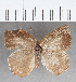  (Euselasia sp. CF280 - CFC22046)  @11 [ ] copyright (2021) Center For Collection-Based Research Center For Collection-Based Research
