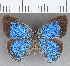  ( - CFC22150)  @11 [ ] copyright (2020) Christer Fahraeus Center For Collection-Based Research