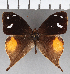 (Corades iduna gradosi - CFC22208)  @11 [ ] copyright (2020) Christer Fahraeus Center For Collection-Based Research