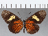  ( - CFC22291)  @11 [ ] Copyright (2019) Christer Fahraeus Center For Collection-Based Research
