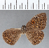  ( - CFC02252)  @11 [ ] Copyright (2019) Christer Fahraeus Center For Collection-Based Research